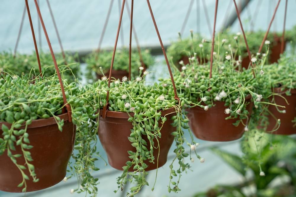 14 Küçük Sukulentler Harika Görünüyor