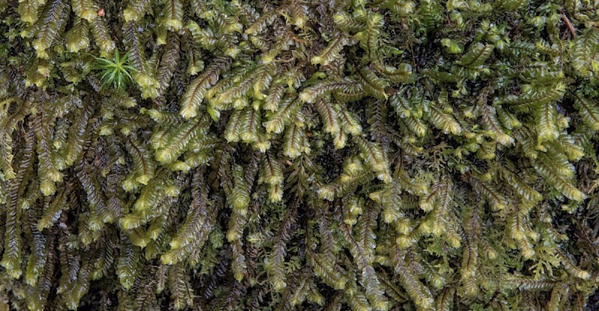 15 Nadir Sucul Bitki ve Karaciğerotu Türü: Minyatür Ormanlar