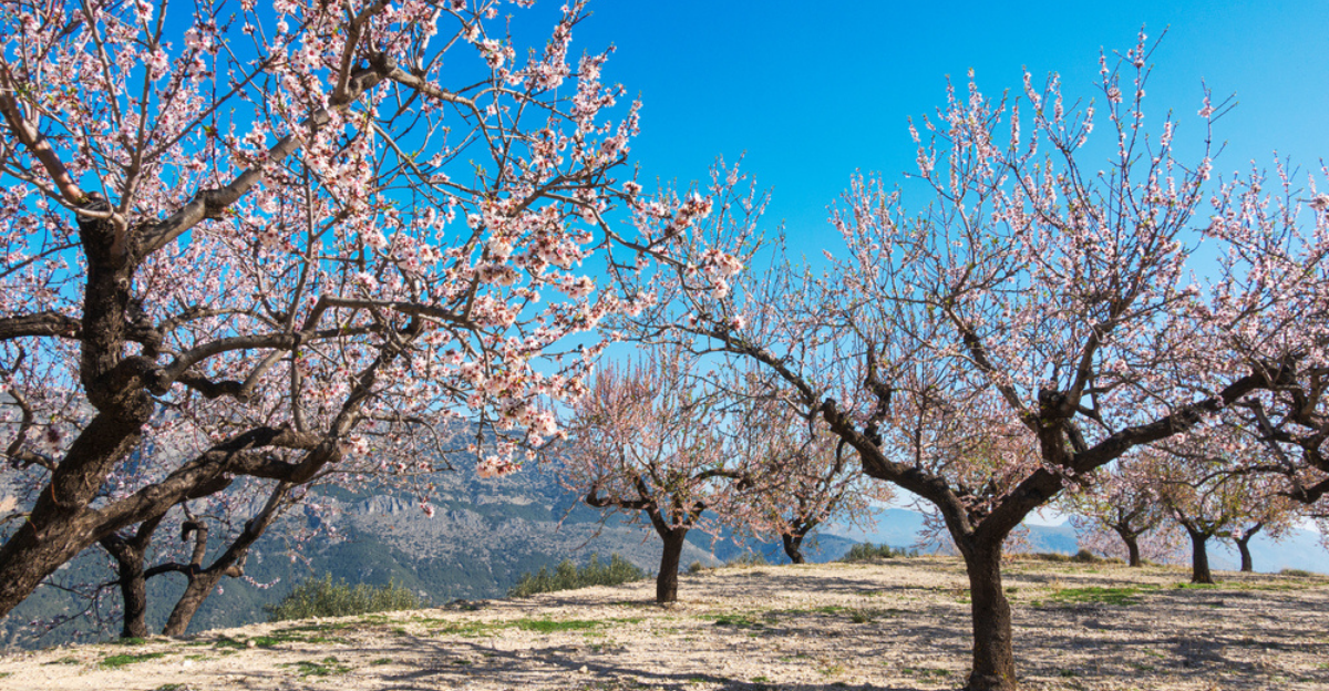 Kış Mevsiminde Çiçek Açan 17 Ağaç